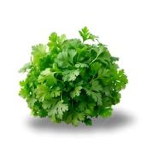 ધાણા જુડી (coriander leaves bunch)
