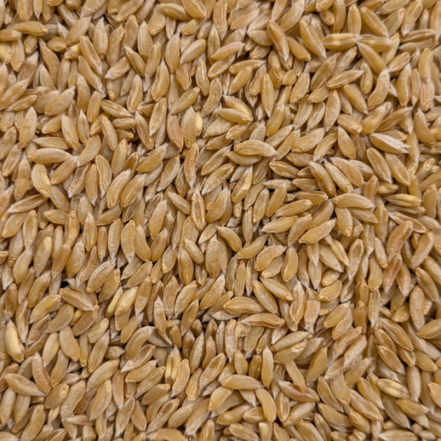 ખપલી ઘઉં (Khapli Wheat)